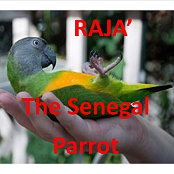 Thumbnail photo of RAJA The Senegal Parrot #1