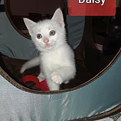 Thumbnail photo of DAISY-Super Social Baby #2