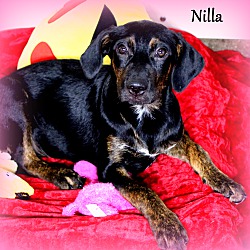 Thumbnail photo of Nilla ~ meet me! #1