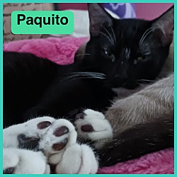 Photo of Paquito