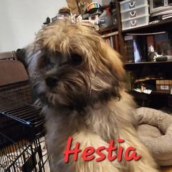 Thumbnail photo of Hestia #3