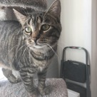 Adopt A Pet :: Mad Hatter - South Haven, MI