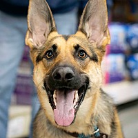 adopt a pet