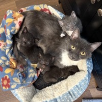 adopt a pet