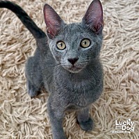 adopt a pet