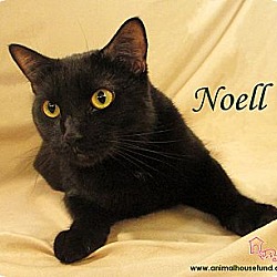 Thumbnail photo of Noell #3