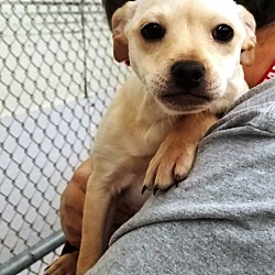 Kalamazoo, MI - Chihuahua/Terrier (Unknown Type, Small). Meet Ziva a ...