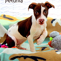 Thumbnail photo of Petunia~meet me! #3