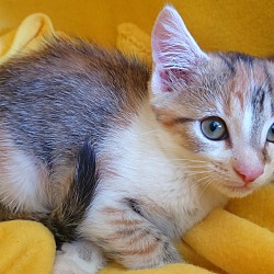 Thumbnail photo of Diamond's kitten - Tourquoise #3