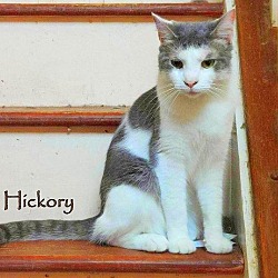 Thumbnail photo of Hickory #1