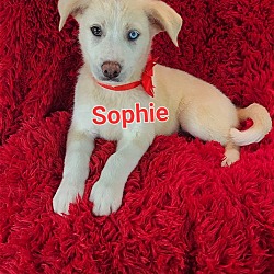 Photo of Sophie (Blue Eye)