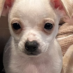 Thumbnail photo of Chihuahuas  #2