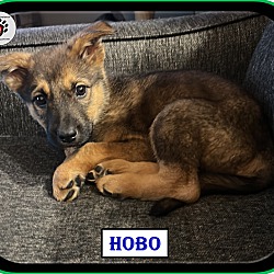 Thumbnail photo of Hobo - ADOPTED! #3