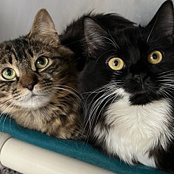 Photo of Siruli & Alexa-Long Hair kitts