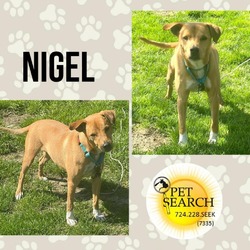 Thumbnail photo of Doggie Nigel #1
