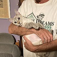 adopt a pet