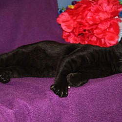 Thumbnail photo of Simon (Neutered) Pics 9/15/24 #4