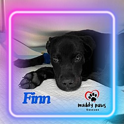 Thumbnail photo of Finn #2