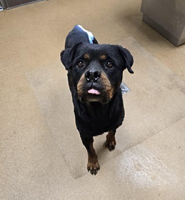 Apple Valley, CA - Rottweiler. Meet Midnight a Pet for Adoption ...