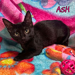 Thumbnail photo of Ash #2