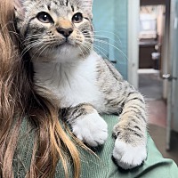 adopt a pet
