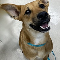 adopt a pet