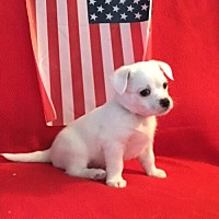 adopt-pet