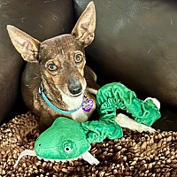 adopt-pet