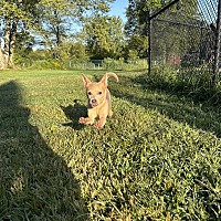 adopt a pet