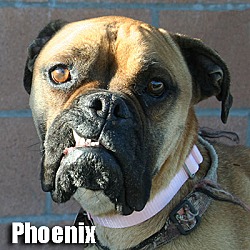 Thumbnail photo of Phoenix #1