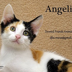 Thumbnail photo of Angelica #1