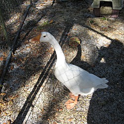 Thumbnail photo of Goosey-Goose :o) #4