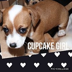 Photo of Cupcake Girl
