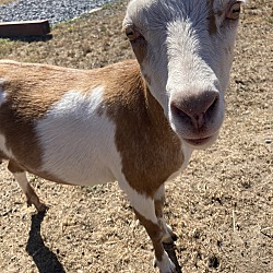 bonded pet photo