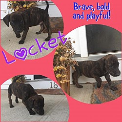 Thumbnail photo of Locket #1