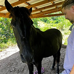 Thumbnail photo of Foster a Horse #2