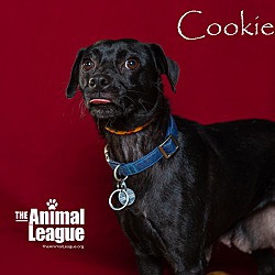 Thumbnail photo of Cookie #2