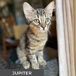 Thumbnail photo of Jupiter #2