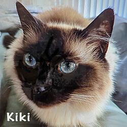 Thumbnail photo of Kiki #1