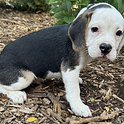 Thumbnail photo of Too Cute Toby 3/4 English bulldog #3