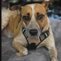adopt-pet