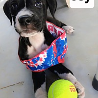adopt a pet