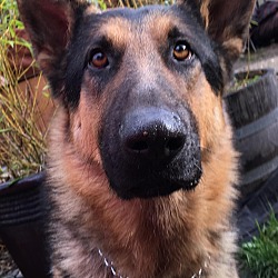 Thumbnail photo of Jethro - Handsome Young Shep #1