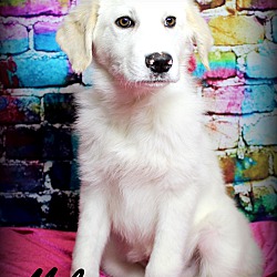 Thumbnail photo of Milo~adopted! #1