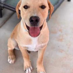 Labrador Retriever Puppies For Sale In Albuquerque New Mexico Adoptapet Com