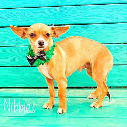 Photo of NIBBLES
