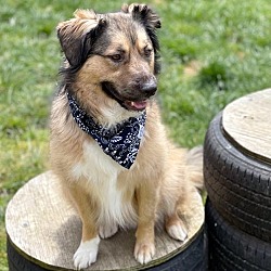 Photo of Ollie