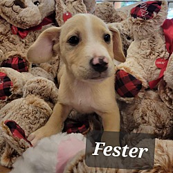 Photo of Fester