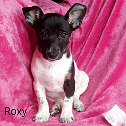 Thumbnail photo of Roxy #2