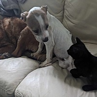 adopt a pet
